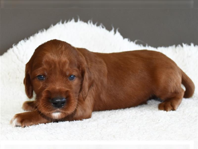 Liebevolles Zuhause für Irish Setter Welpen Vance gesucht (VDH/FCI-Papiere)