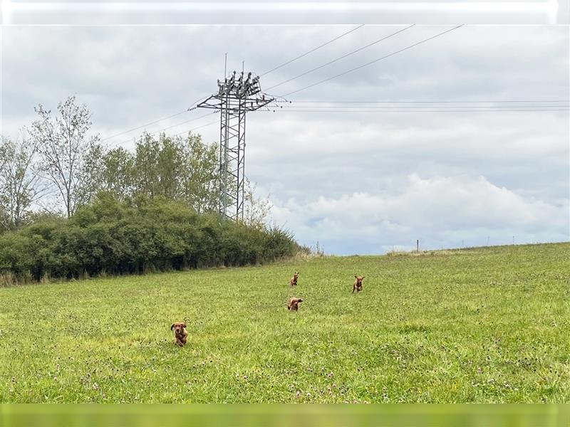 Liebevolles Zuhause für Irish Setter Welpen Vance gesucht (VDH/FCI-Papiere)