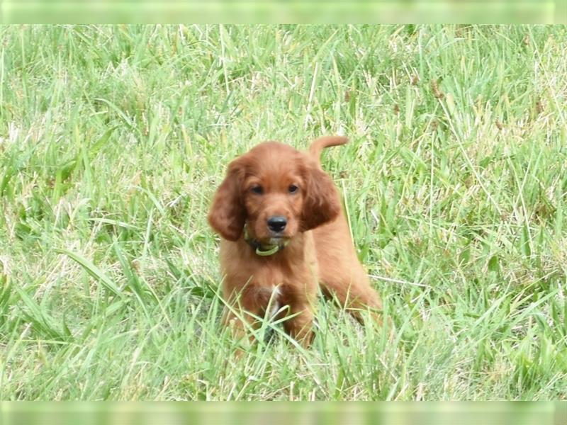 Liebevolles Zuhause für Irish Setter Welpen Vance gesucht (VDH/FCI-Papiere)