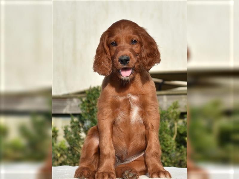 Liebevolles Zuhause für Irish Setter Welpen Vance gesucht (VDH/FCI-Papiere)