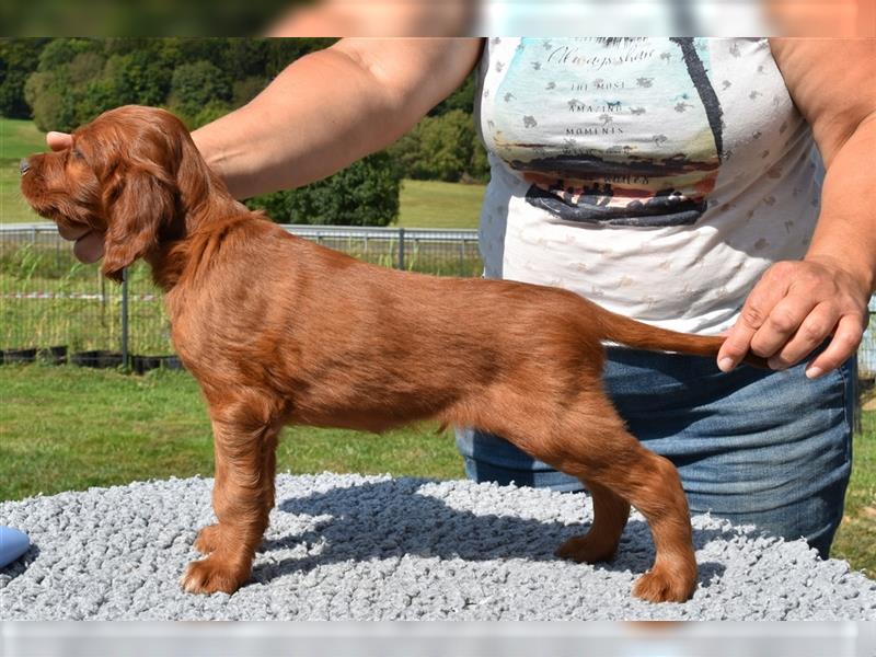 Liebevolles Zuhause für Irish Setter Welpen Vance gesucht (VDH/FCI-Papiere)