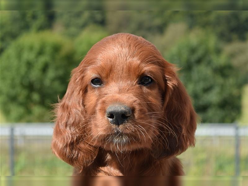 Liebevolles Zuhause für Irish Setter Welpen Vance gesucht (VDH/FCI-Papiere)