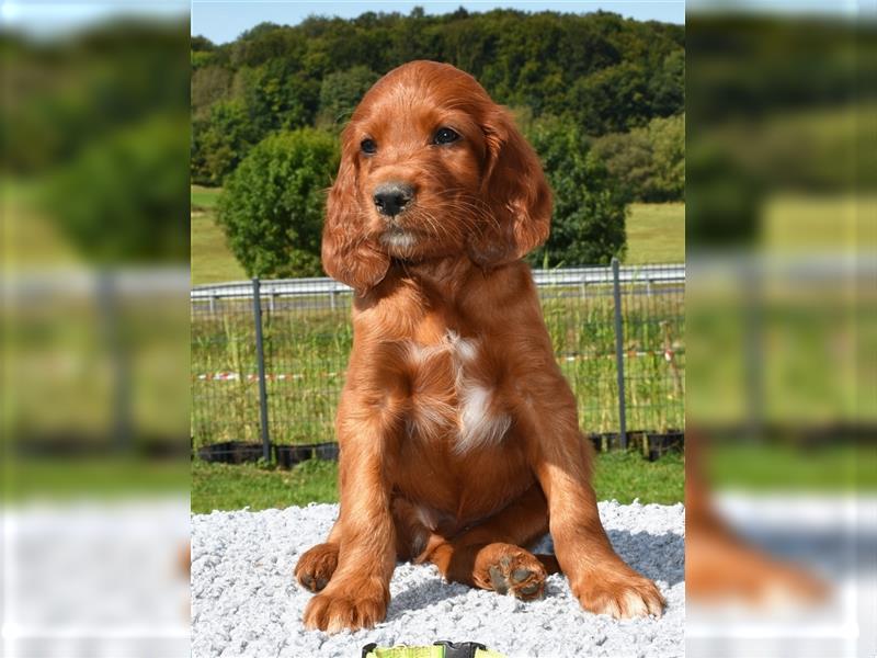 Liebevolles Zuhause für Irish Setter Welpen Vance gesucht (VDH/FCI-Papiere)