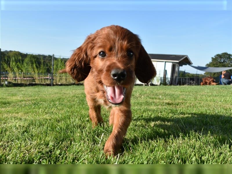 Liebevolles Zuhause für Irish Setter Welpen Vance gesucht (VDH/FCI-Papiere)