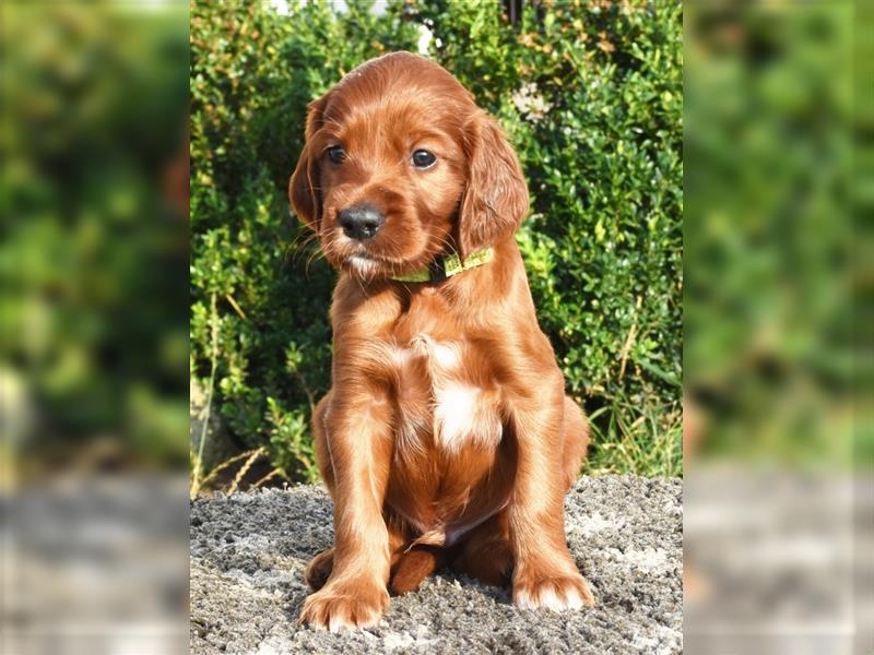 Liebevolles Zuhause für Irish Setter Welpen Vance gesucht (VDH/FCI-Papiere)