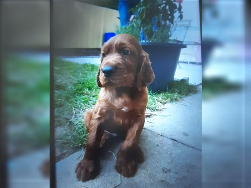 Irish-Red-Setter Welpen