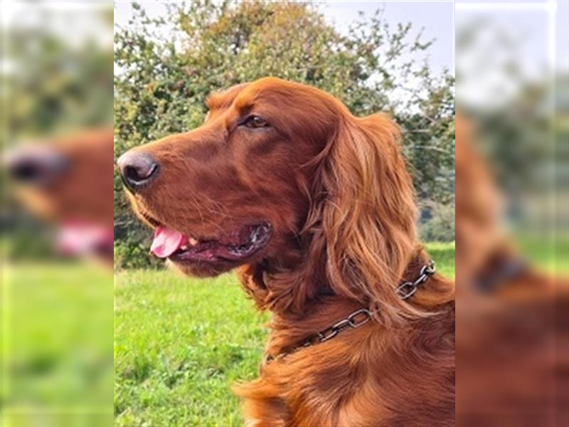 Aky - Anhänglicher Setter sucht seine Lieblingsmenschen