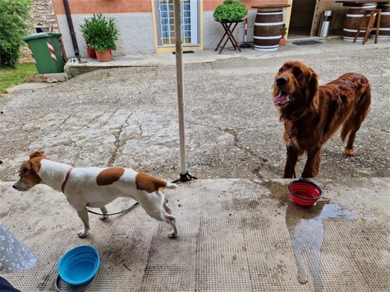 Aky - Anhänglicher Setter sucht seine Lieblingsmenschen