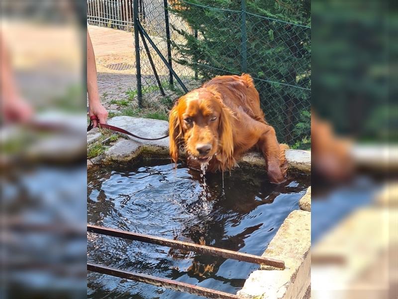 Aky - Anhänglicher Setter sucht seine Lieblingsmenschen