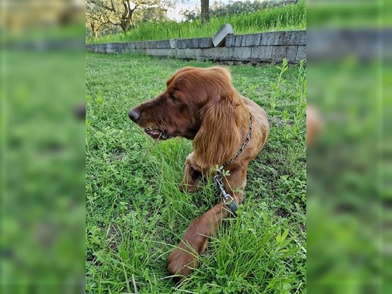 Aky - Anhänglicher Setter sucht seine Lieblingsmenschen