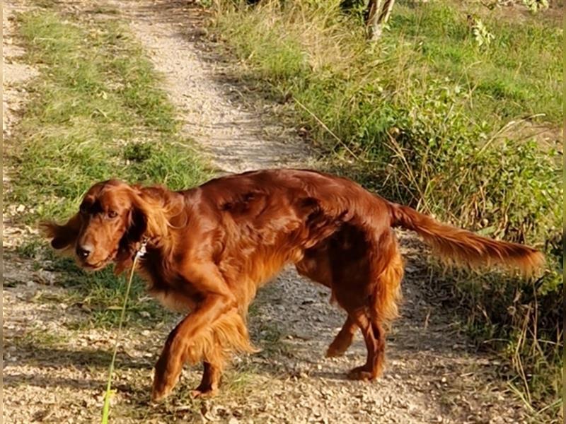 Aky - Anhänglicher Setter sucht seine Lieblingsmenschen