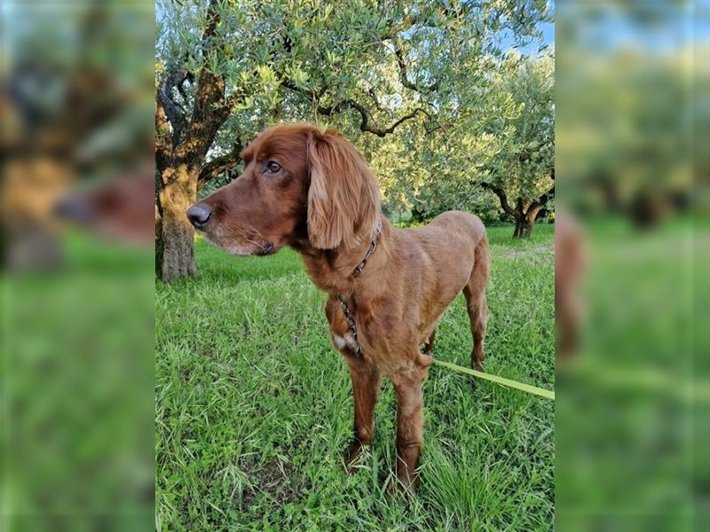 Aky - Anhänglicher Setter sucht seine Lieblingsmenschen