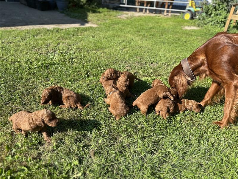 Irish Doodle Welpen F1 Irish Setter/Pudel