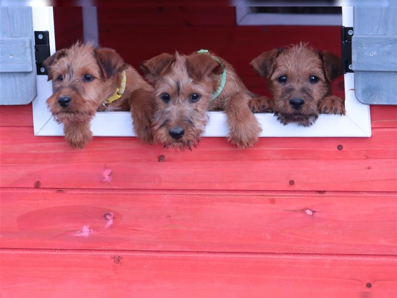 Irish Terrier Welpen - Pfundskerle aus Bayern