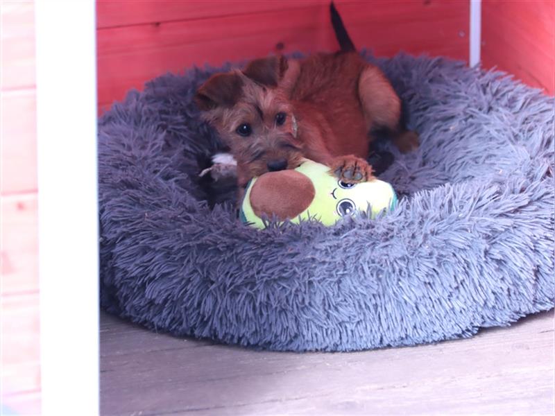 Irish Terrier Welpen (KfT/VDH) aus Bayern. Echte Naturburschen!