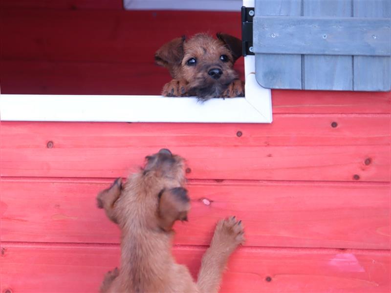 Irish Terrier Welpen (KfT/VDH) aus Bayern. Echte Naturburschen!