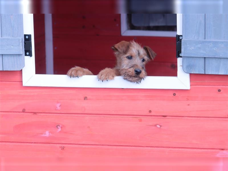 Irish Terrier Welpen (KfT/VDH) aus Bayern. Echte Naturburschen!