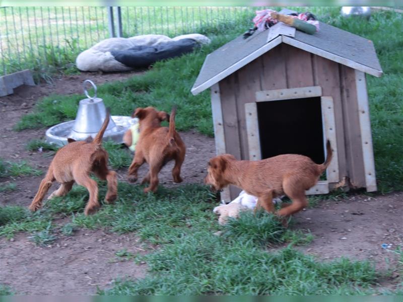 Irish Terrier Welpen (KfT/VDH) aus Bayern. Echte Naturburschen!