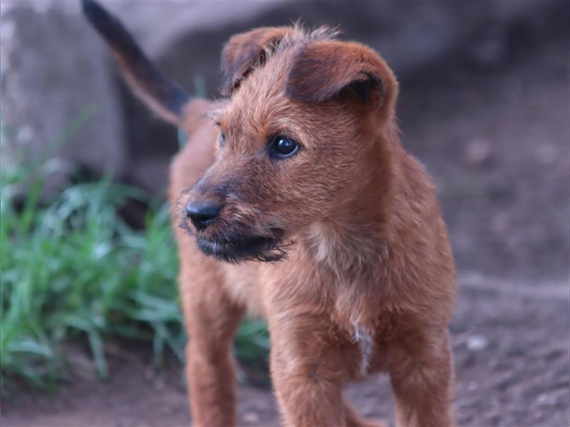 Irish Terrier Welpen (KfT/VDH) aus Bayern. Echte Naturburschen!