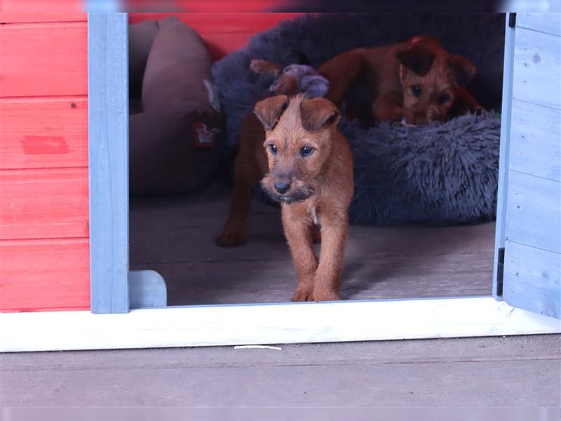 Irish Terrier Welpen (KfT/VDH) aus Bayern. Echte Naturburschen!