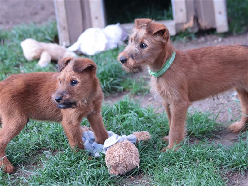 Irish Terrier Welpen (KfT/VDH) aus Bayern. Echte Naturburschen!