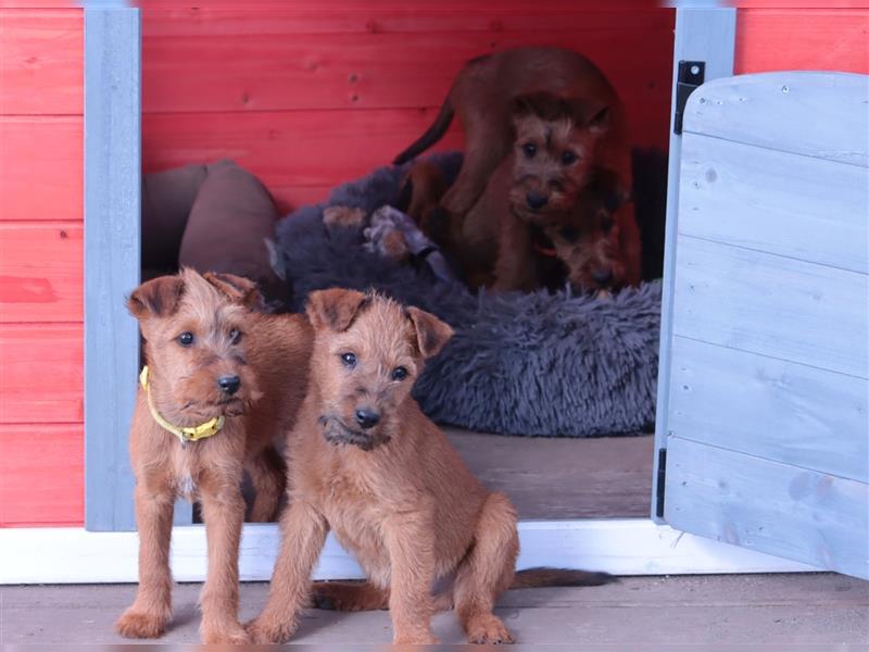 Irish Terrier Welpen (KfT/VDH) aus Bayern. Echte Naturburschen!