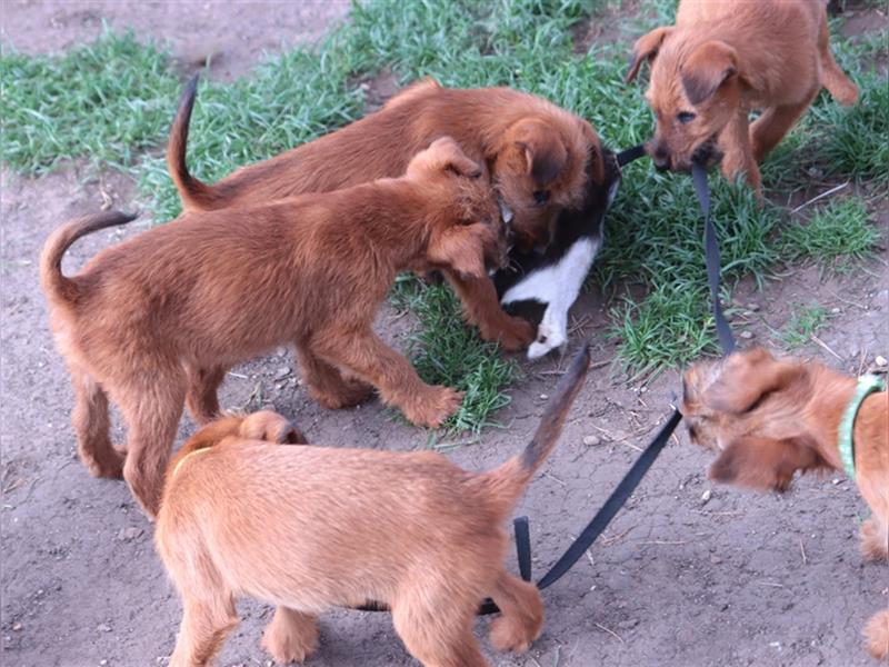 Irish Terrier Welpen (KfT/VDH) aus Bayern. Echte Naturburschen!