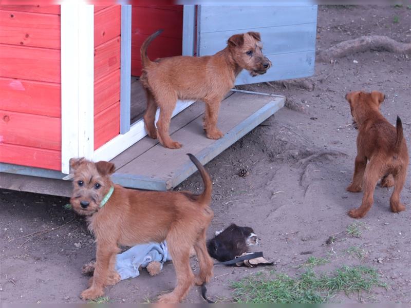 Irish Terrier Welpen (KfT/VDH) aus Bayern. Echte Naturburschen!