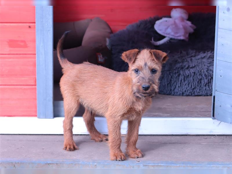 Irish Terrier Welpen (KfT/VDH) aus Bayern. Echte Naturburschen!