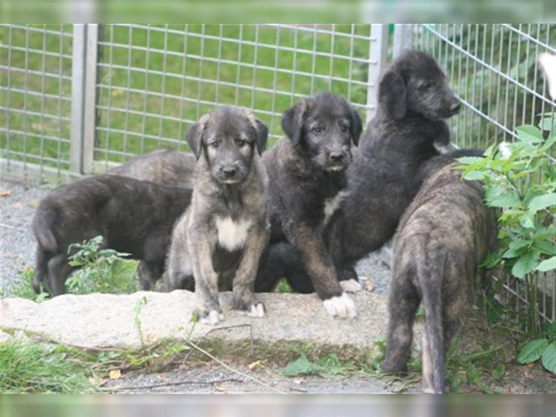 Irish Wolfhound Welpen, VDH, IWC