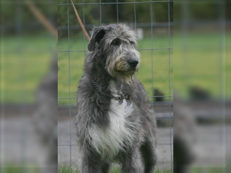 Irish Wolfhound Welpen, VDH, IWC