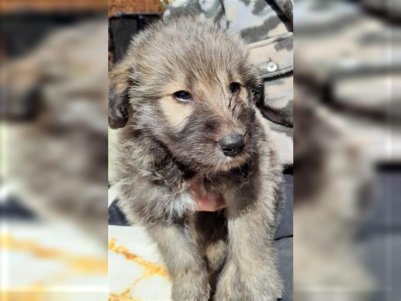 Irish Wolfhound Irische Wolfshunde (Mix)