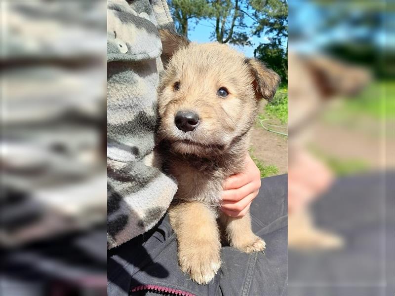 Irish Wolfhound Irische Wolfshunde (Mix)