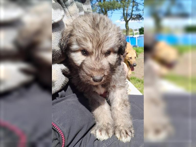 Irish Wolfhound Irische Wolfshunde (Mix)