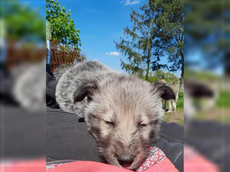 Irish Wolfhound Irische Wolfshunde (Mix)