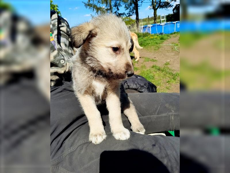 Irish Wolfhound Irische Wolfshunde (Mix)