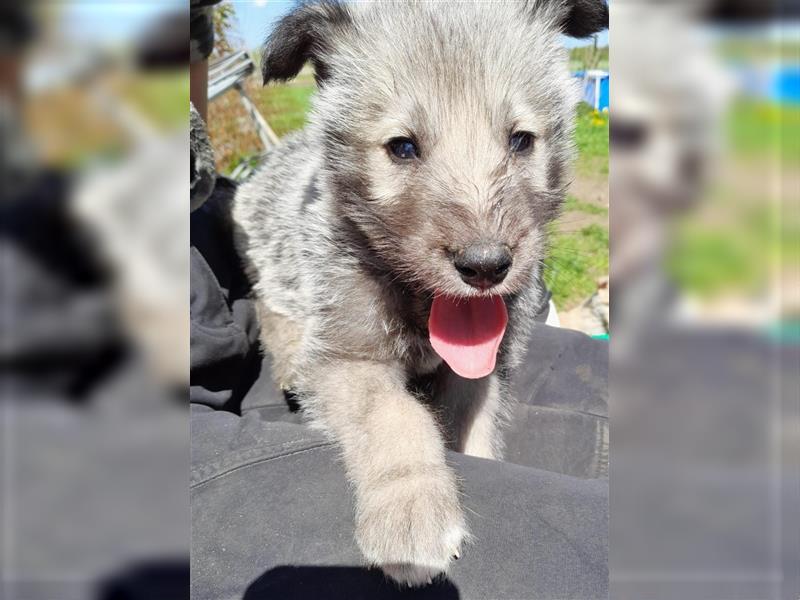 Irish Wolfhound Irische Wolfshunde (Mix)