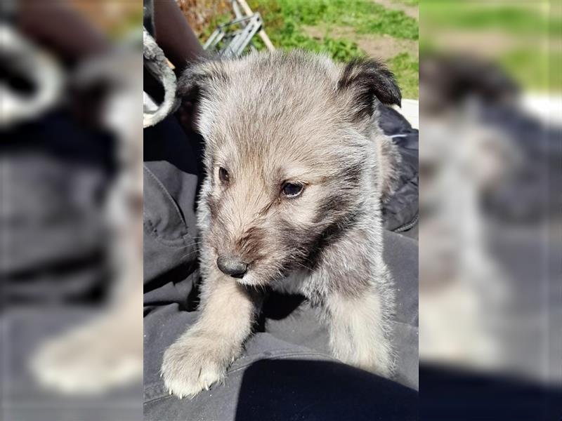 Irish Wolfhound Irische Wolfshunde (Mix)