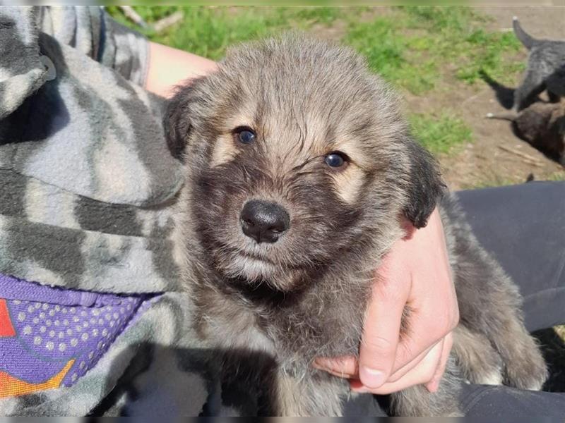 Irish Wolfhound Irische Wolfshunde (Mix)