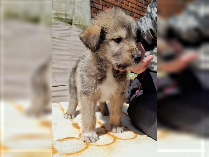 Irish Wolfhound Irische Wolfshunde (Mix)