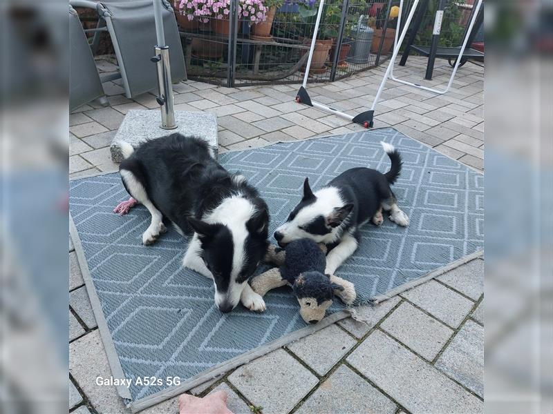 Islandhund Rüde 13 Wochen alt, geboren am 22.05.2024, kurzhaar, tricolor