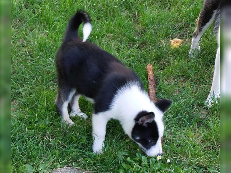 Islandhund Rüde 13 Wochen alt, geboren am 22.05.2024, kurzhaar, tricolor