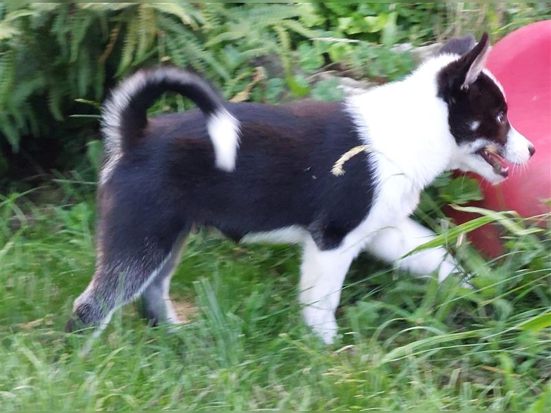 Islandhund Rüde 13 Wochen alt, geboren am 22.05.2024, kurzhaar, tricolor