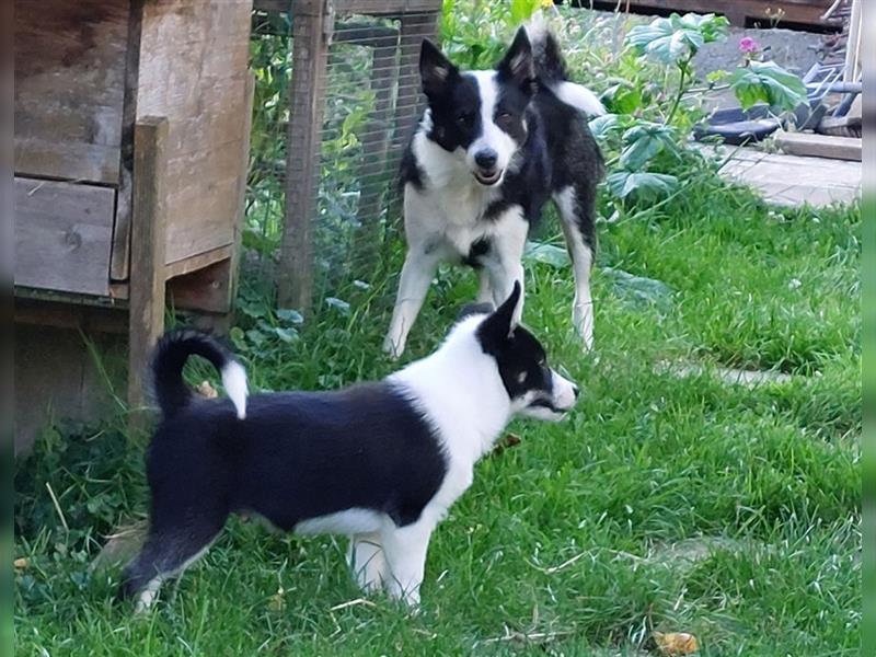 Islandhund Rüde 13 Wochen alt, geboren am 22.05.2024, kurzhaar, tricolor