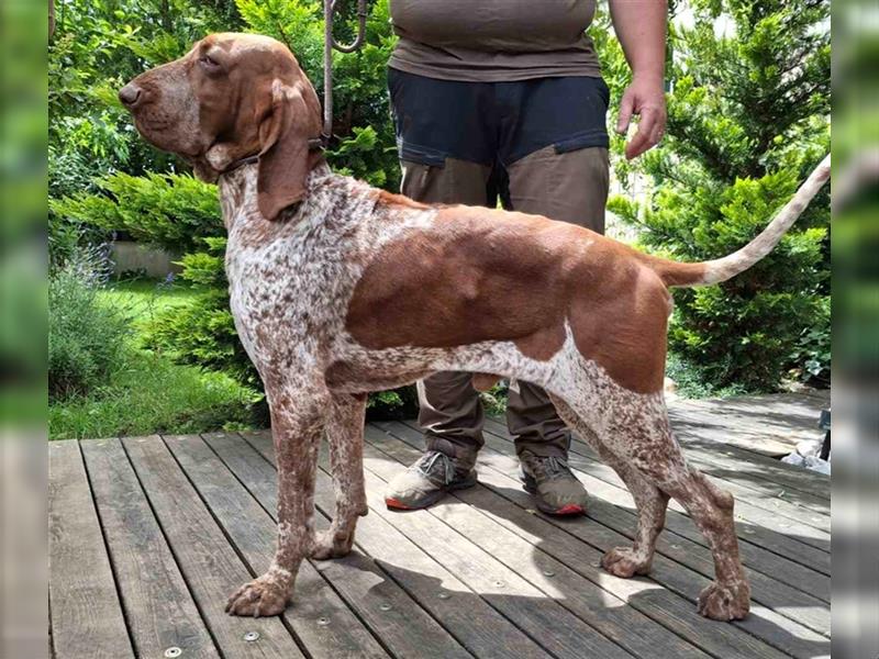 Bracco Italiano Rüde erreichbar