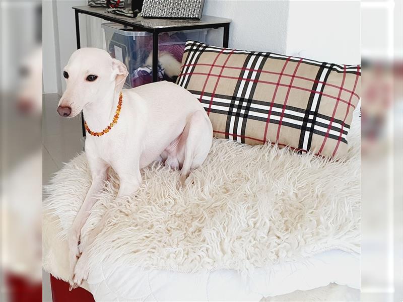 Italienisches Windspiel ... Italian Greyhound ... Sighthound