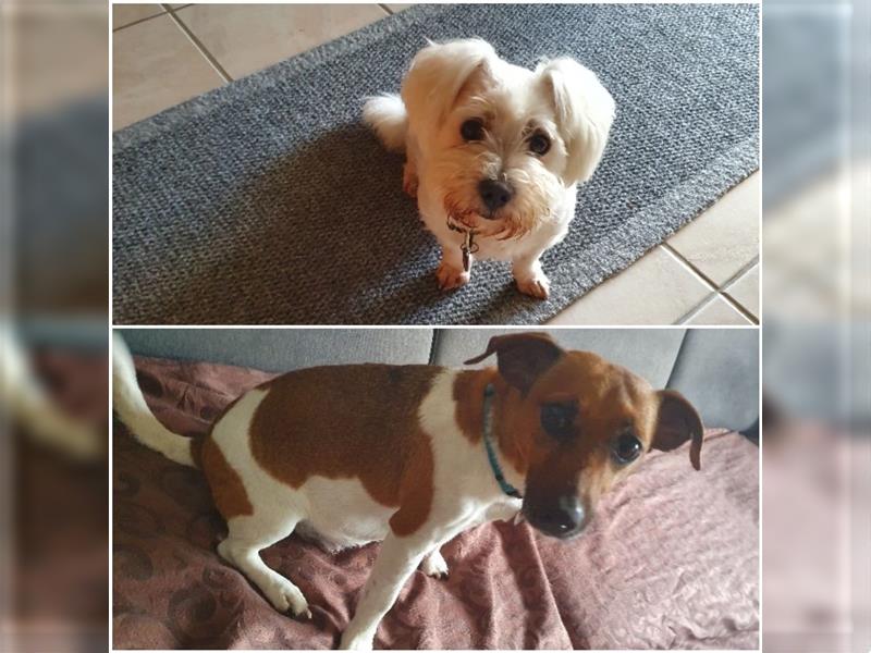 Jack Russel/Malteser-Mix Welpen