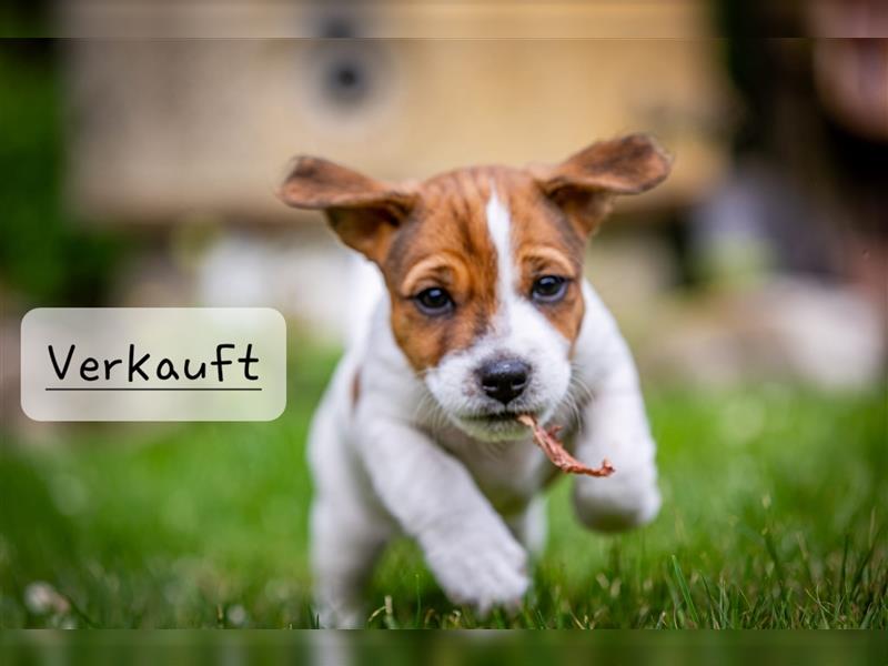 Jack Russell/Parson  Russell Terrier