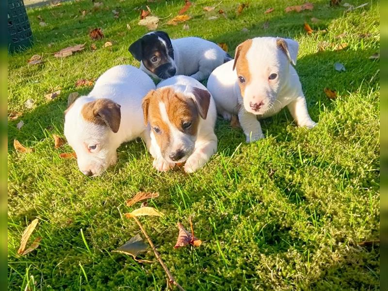 Reinrassige Jack Russel Welpen zu verkaufen