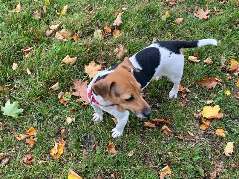 Reinrassige Jack Russel Welpen zu verkaufen